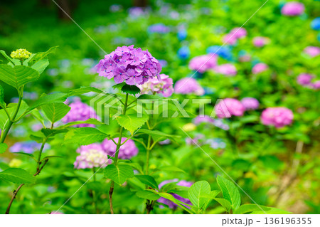 紫陽花が美しく咲く自然の風景 紫陽花が美しく咲く自然の風景 136196355