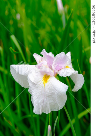 初夏の訪れを告げる花菖蒲の花 136196356