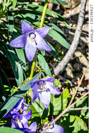 Purple Bellflower Climbing Plant With Green Stem, Leaves, And Spider Webs In Sunlit Garden Purple Bellflower Climbing Plant With Green Stem, Leaves, And Spider Webs In Sunlit Garden 136196627