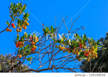 Bright Blue Sky Behind Strawberry Tree Branches With Orange-Red Berries In Sunlight Bright Blue Sky Behind Strawberry Tree Branches With Orange-Red Berries In Sunlight 136196638