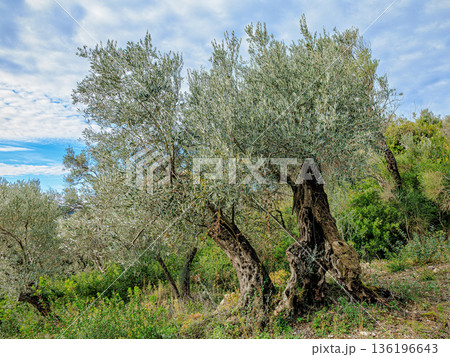 Ancient Olive Trees in Sunlit Mediterranean Landscape with Silver Leaves, Gnarled Trunks, and Lush Underbrush 136196643