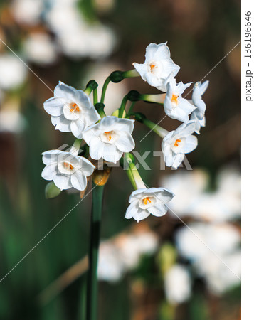 White Narcissus Flowers in Clusters on Green Stem for Close-Up Garden or Floral Arrangement Photography White Narcissus Flowers in Clusters on Green Stem for Close-Up Garden or Floral Arrangement Photography 136196646
