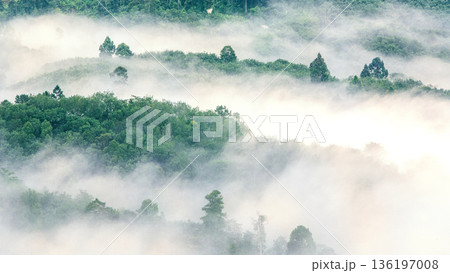 Ethereal Morning Fog over Pristine Forest Canopy Ethereal Morning Fog over Pristine Forest Canopy 136197008