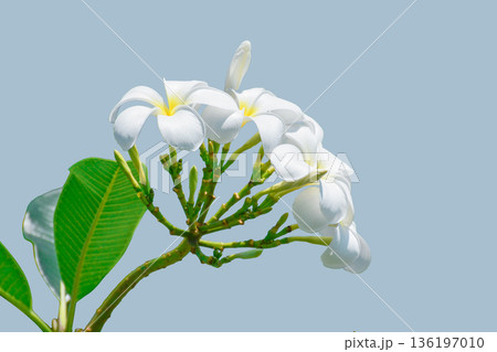 White Plumeria on Clean Background 136197010