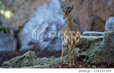 Tiny dik-dik antelope standing alert on rocky ground Tiny dik-dik antelope standing alert on rocky ground 136197164
