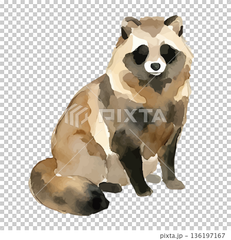 水彩風のたぬきイラスト 水彩風のたぬきイラスト 136197167