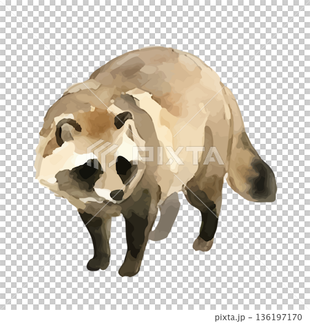 水彩風のたぬきイラスト 136197170