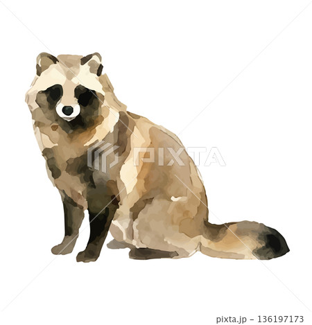 水彩風のたぬきイラスト 水彩風のたぬきイラスト 136197173