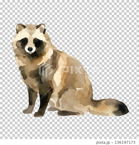 水彩風のたぬきイラスト 水彩風のたぬきイラスト 136197173