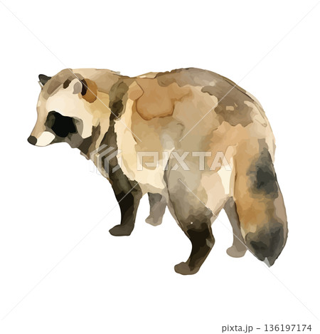 水彩風のたぬきイラスト 136197174