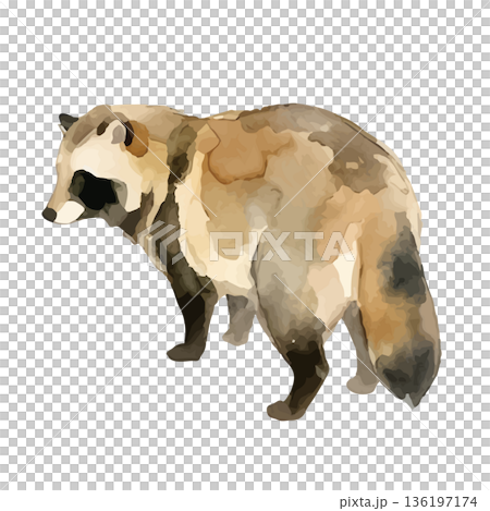 水彩風のたぬきイラスト 136197174