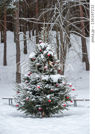 Christmas tree was decorated with Christmas tree decorations in a snowy forest 136197232