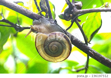 透明感のあるカタツムリ 1 136197312