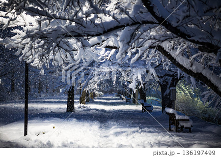 雪降る夜の公園：降りしきる雪と静かな遊歩道 136197499