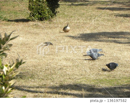 稲毛海浜公園に来た冬の渡り鳥オナガガモと里の鳥鳩 稲毛海浜公園に来た冬の渡り鳥オナガガモと里の鳥鳩 136197582