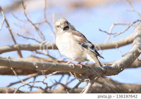 シメ シメ 136197642