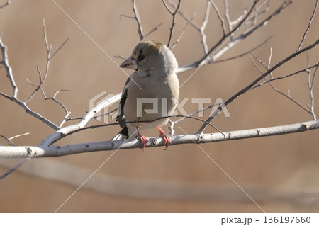 シメ シメ 136197660