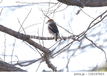 シメ シメ 136197663