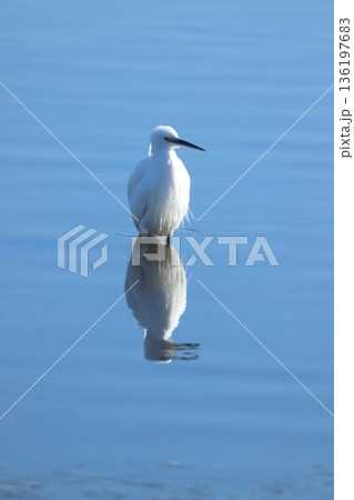 コサギ little egret コサギ little egret 136197683