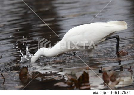 コサギ　little egret 136197686