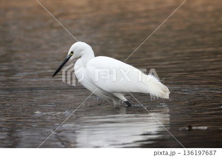 コサギ little egret コサギ little egret 136197687