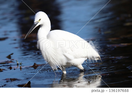 コサギ　little egret 136197688