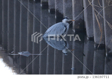 アオサギ　grey heron 136197711