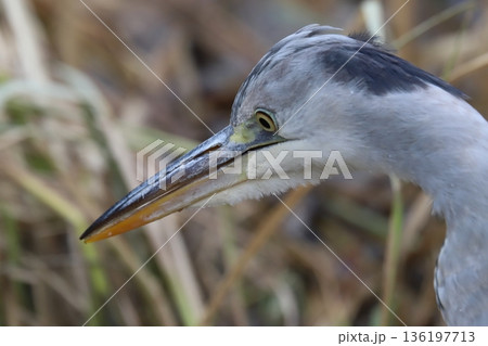 アオサギ　grey heron 136197713