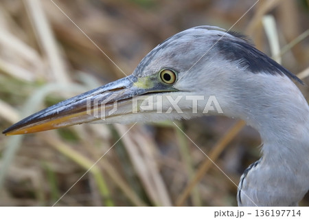 アオサギ　grey heron 136197714