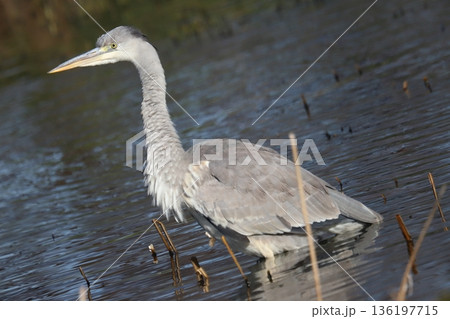 アオサギ　grey heron 136197715