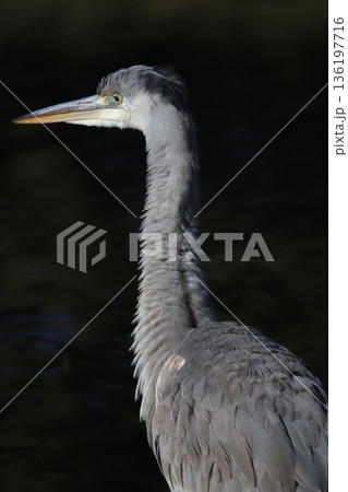 アオサギ　grey heron 136197716