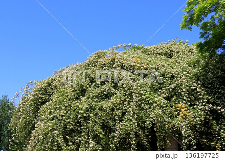 青空に映えるモッコウバラの花 136197725