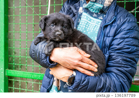 Puppy little dog in hands Puppy little dog in hands 136197789