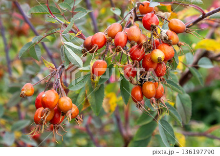 Rosehip Bush with Orange Berries. Rose food plant 136197790
