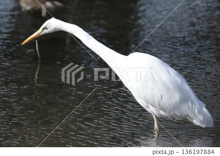 ダイサギ great egret 136197884