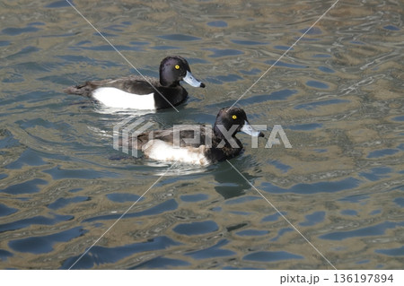 キンクロハジロ キンクロハジロ 136197894