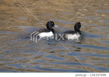 キンクロハジロ 136197896