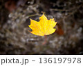 Solitary yellow maple leaf hovering in autumn forest with soft bokeh 136197978