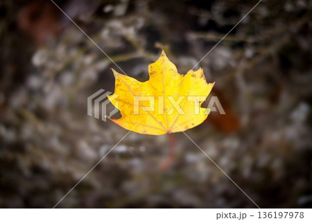 Solitary yellow maple leaf hovering in autumn forest with soft bokeh 136197978