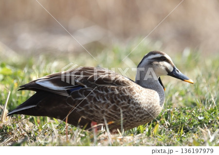 カルガモ　 136197979