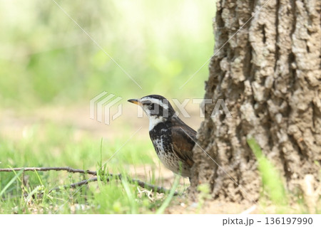 ツグミ 136197990