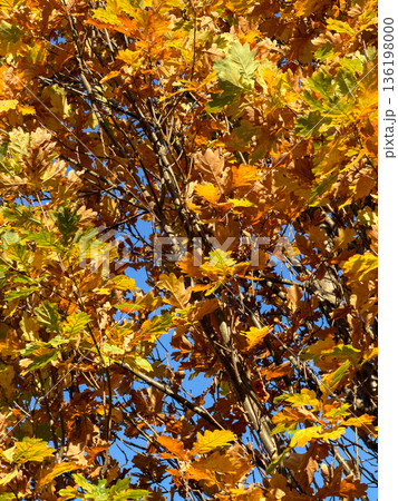Vibrant autumn oak leaves showcasing golden yellow and orange hues against a clear blue sky, symbolizing seasonal transition and natural beauty 136198000