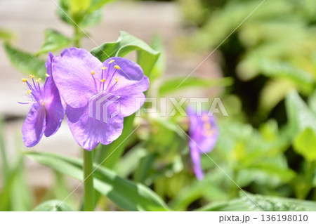 紫露草の花 136198010