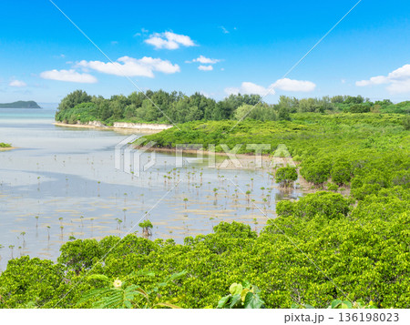石長田海岸 マングローブ林（沖縄県小浜島） 136198023