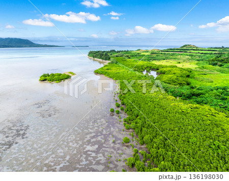 石長田海岸 マングローブ林(沖縄県小浜島) 石長田海岸 マングローブ林(沖縄県小浜島) 136198030