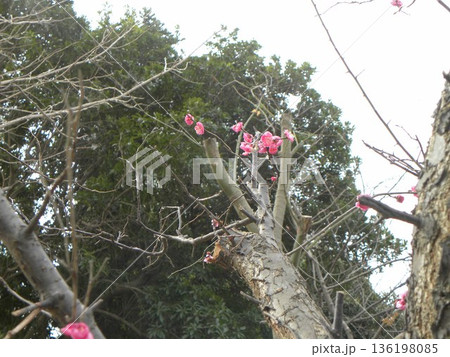 こじま公園紅梅の桃色の花 136198085