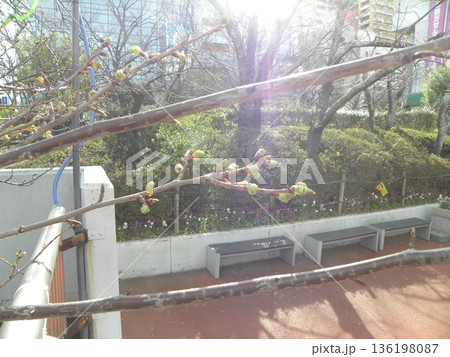 蕾が膨らみ始めた稲毛海岸駅前河津桜 136198087