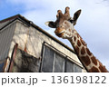 キリン　giraffe 136198122