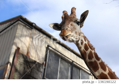 キリン　giraffe 136198122