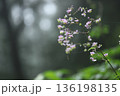 シキンカラマツ 136198135